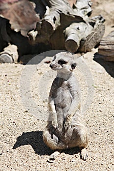 ItÃ¢â¬â¢s a  meerkat at home.